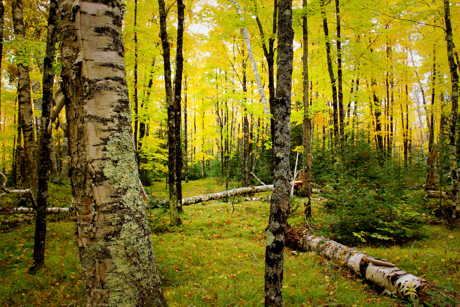An autumn scene in the Wisconsin wilderness