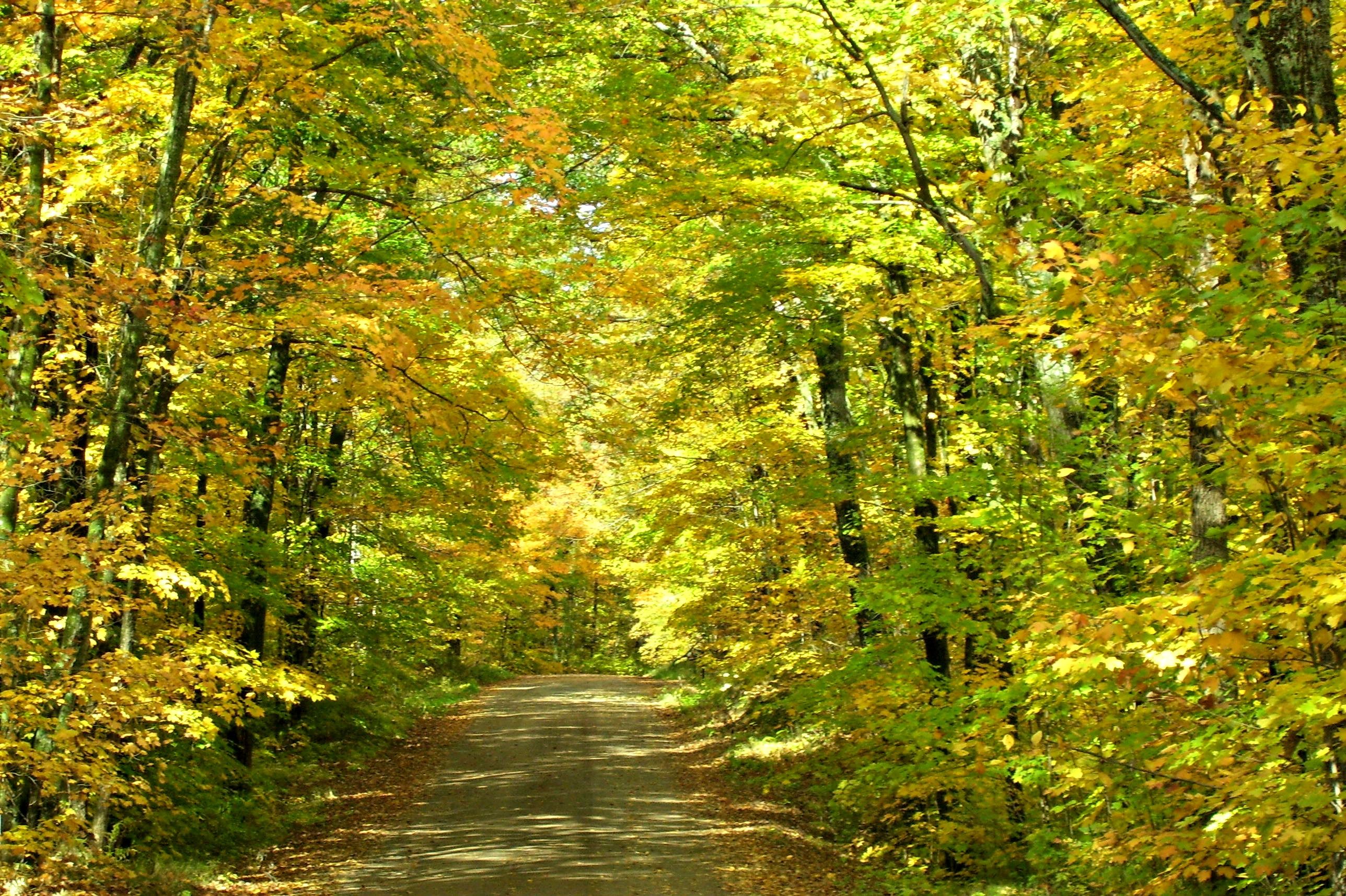 A dirt road through the woods in northern Wisconsin