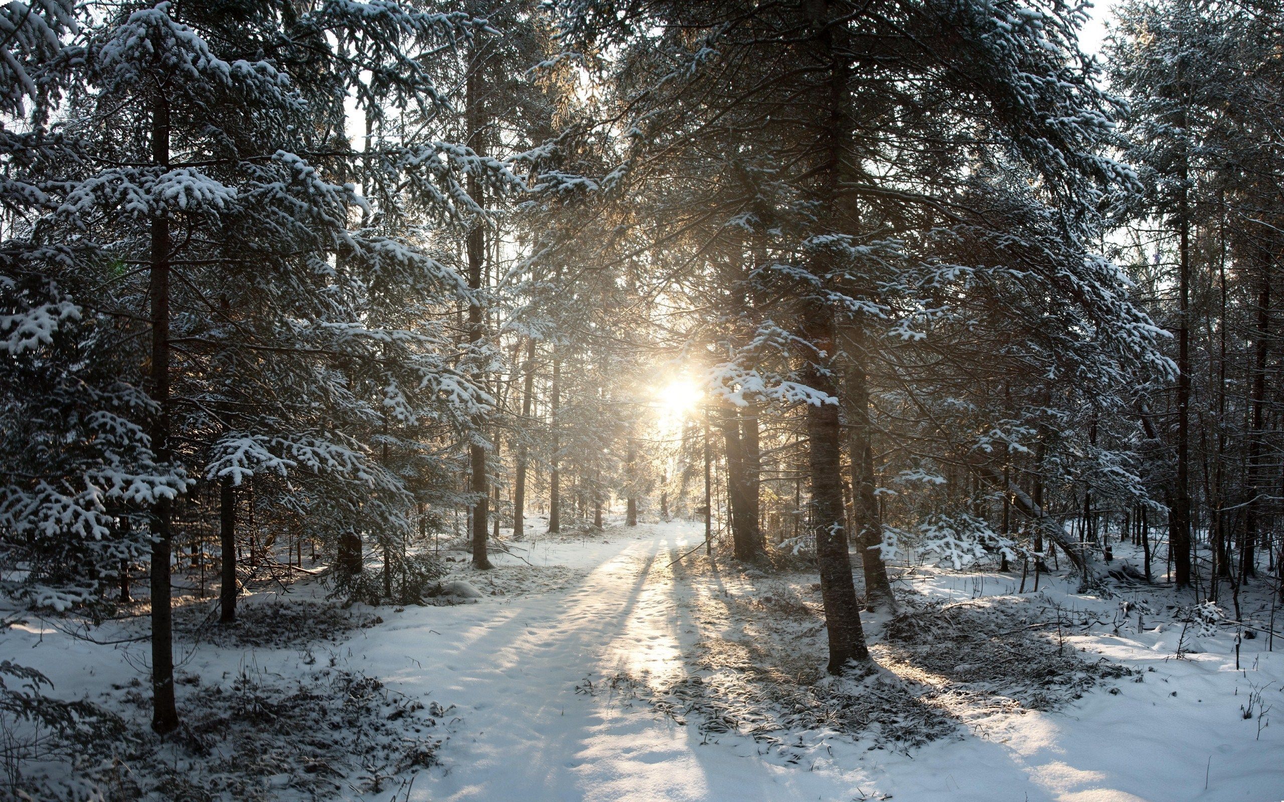 A winter scene of northern Wisconsin's woodland